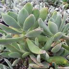 Crassula cotyledonis (enviado por Marimar el 2014-02-18)