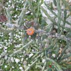 Cylindropuntia leptocaulis (enviado por Marimar el 2014-03-05)