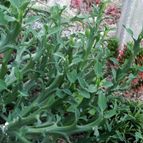 Euphorbia hamata   (enviado por Marimar el 2014-03-18)