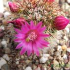 Mammillaria backebergiana ssp. backebergiana (enviado por Marimar el 2014-10-16)