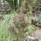 Euphorbia caerulescens (enviado por Marimar el 2014-04-10)