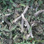 Euphorbia decaryi (enviado por Marimar el 2014-04-12)