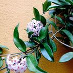 Hoya carnosa var. carnosa (enviado por Marimar el 2014-06-09)