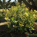Othonna quercifolia   (enviado por Marimar el 2014-10-16)