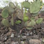 Opuntia insularis (enviado por Marimar el 2014-10-18)