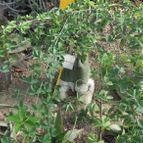 Adenia fruticosa   (enviado por Marimar el 2014-10-30)