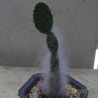 Collecion de MasabetJ