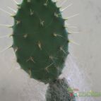 Collecion de MasabetJ