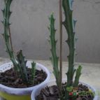 Collecion de MasabetJ