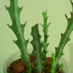 Collecion de MasabetJ