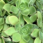 Aeonium haworthii