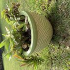 Collecion de Matilde1980