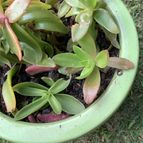 Collecion de Matilde1980