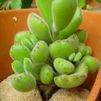 Collecion de MayteDenia