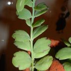 Collecion de MayteDenia