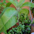 Collecion de MayteDenia