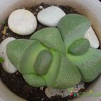 Collecion de MayteDenia