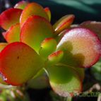 Collecion de MayteDenia