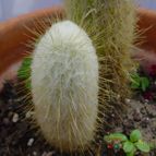 Collecion de MayteDenia