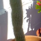 Collecion de MayteDenia
