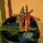 Collecion de MayteDenia