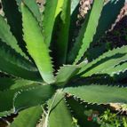 Collecion de MayteDenia