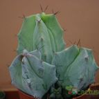Collecion de MayteDenia