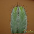 Collecion de MayteDenia