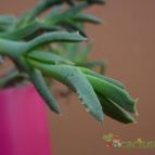 Collecion de MayteDenia