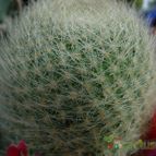 Collecion de MayteDenia
