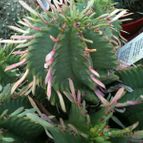 Collecion de MayteDenia