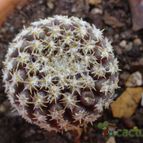 Collecion de MayteDenia