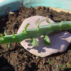 Collecion de MayteDenia