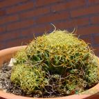 Collecion de MayteDenia