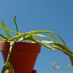 Collecion de MayteDenia