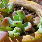 Collecion de MayteDenia