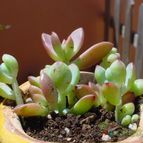 Collecion de MayteDenia