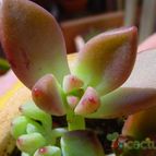 Collecion de MayteDenia