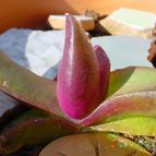 Collecion de MayteDenia