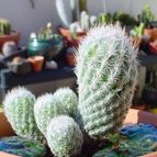 Collecion de MayteDenia