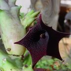 Collecion de MayteDenia