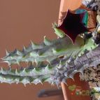 Collecion de MayteDenia