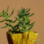 Crassula tetragona ssp.robusta