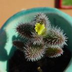 Collecion de MayteDenia