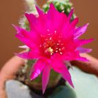 Collecion de MayteDenia