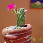 Collecion de MayteDenia