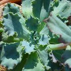 Collecion de MayteDenia