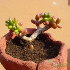 Collecion de MayteDenia