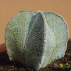 Collecion de MayteDenia