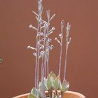 Collecion de MayteDenia